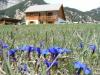 Chalet Le Pré Clarée pour 15 personnes à Névache dans les Hautes Alpes