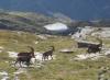 Bouquetins en Vanoise (parc)